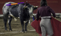 Activistas piden a las autoridades prohibición de corridas de toros en la capital 