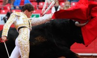 Analizan propuesta para prohibir corridas de toros en Puebla capital