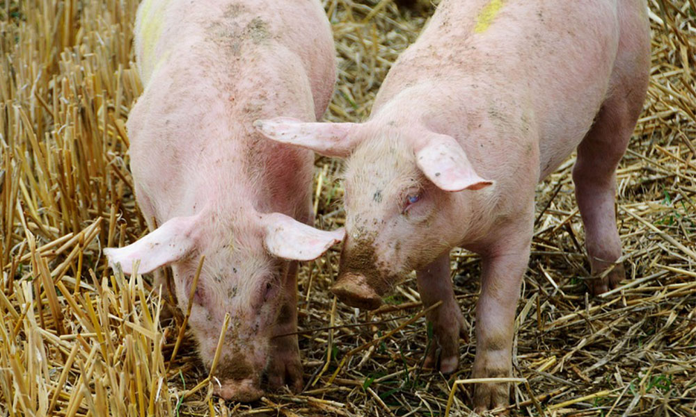 En BUAP desarrollan vacuna contra el virus porcino