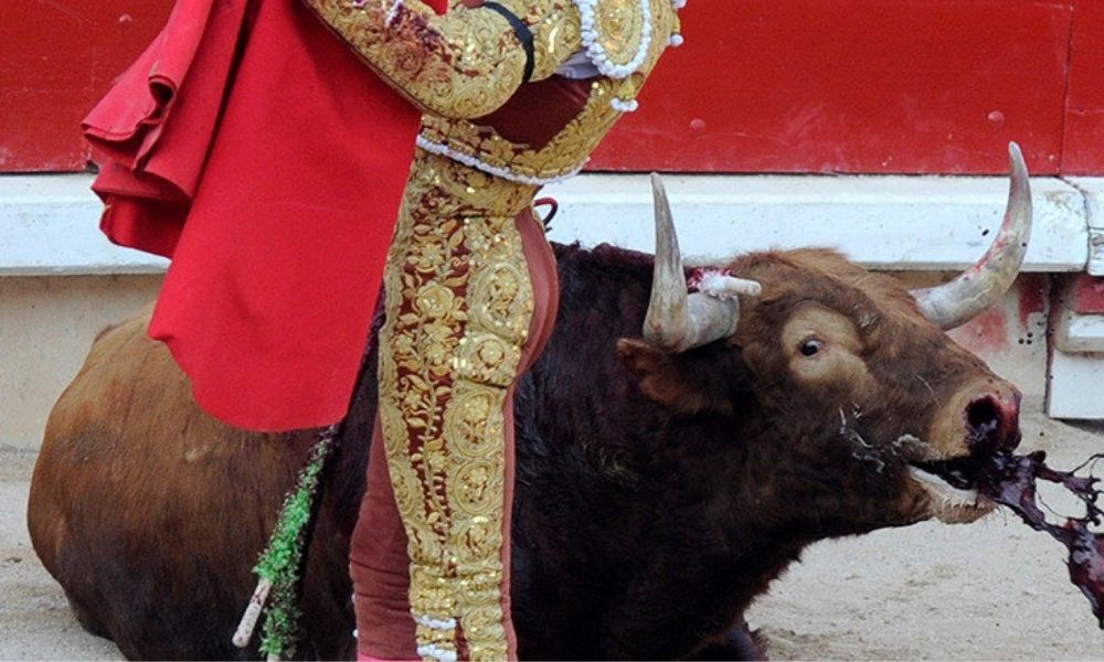 Claudia Rivera dispuesta a asumir el costo social y político por análisis de prohibición de corridas de toros 