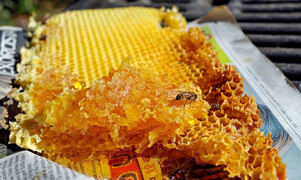 Un poblano rescata la producción de miel como sustento económico