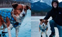 21 perros rescatados en Puebla serán adoptados por familias de Canadá
