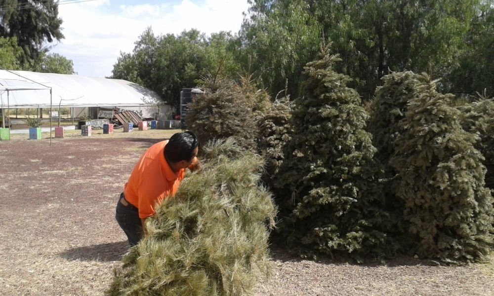 Busca OOSL reciclar 5 mil árboles de navidad utilizados para adornar casas de poblanos 
