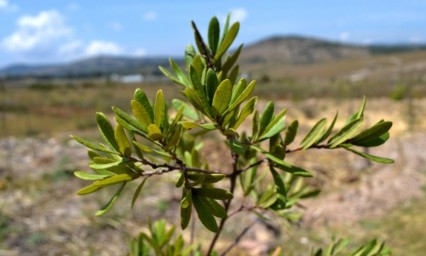 Investigadores BUAP desarrollan biofertilizante que favorece restauración de suelos