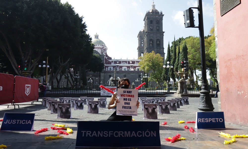 Movimiento contra la Tauromaquia exige prohibición de la fiesta brava en Puebla 