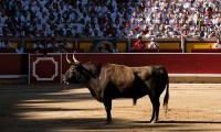 Entrega Change.org más de 77 mil firmas de poblanos a favor de la prohibición de corridas de toros en Puebla 