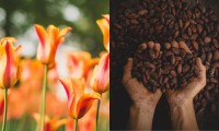 Regala tulipanes y chocolates poblanos