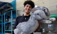 Estudiante cría los conejos más grandes del mundo en Puebla