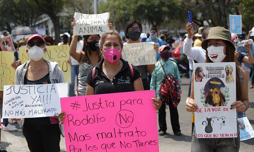 ¡No al maltrato animal! Marchan en Puebla contra la crueldad animal y exigen castigos a maltratadores 