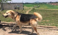 “Los perros están vivos”, dice dueña de Spay, uno de los dos animales que cayeron al socavón