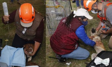 Entre la lluvia, rescatan a los dos perros que habían caído al socavón 