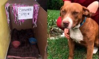 “Bienvenido Spay”, así recibirán en su hogar a uno de los perros rescatados del socavón