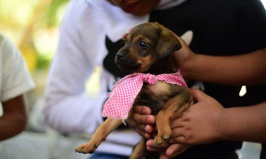 Mantiene Ayuntamiento de Puebla servicios del departamento de Protección Animal