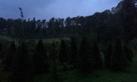 Luciérnagas: luces que iluminan el bosque de Santa Rita Tlahuapan, Puebla 