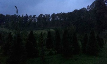 Luciérnagas: luces que iluminan el bosque de Santa Rita Tlahuapan, Puebla 