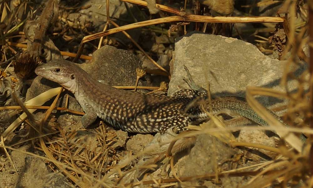 Registra Ayuntamiento avistamientos de anfibios y réptiles en Parque Cerro de Amalucan