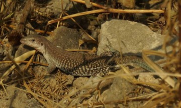 Registra Ayuntamiento avistamientos de anfibios y réptiles en Parque Cerro de Amalucan