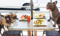 5 cafeterías Pet Friendly en la capital poblana; que tu mascota también disfrute