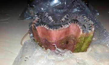 Decomisan coral marino