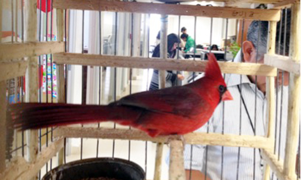 Aseguran en Puebla 9 aves por su posesión ilegal