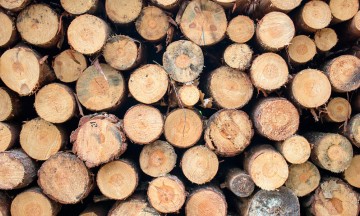 Asegura Profepa madera de pino tras inspección en Huauchinango