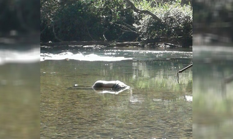 Pescan cadáver en el río Tonto de Eloxochitlán 
