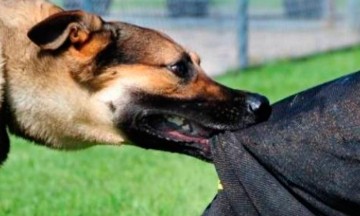 Ataca perro a niño de Huauchinango