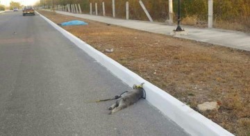 Taxista arrolla a mascota 