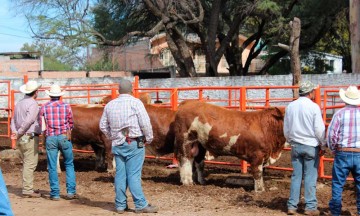 Ganaderos encierran a ladrón de animales 