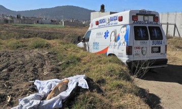 Causa alarma perro embolsado en un cultivo de Chachapa