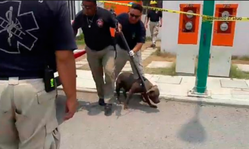 Mata pitbull a niña de cuatro años en Tehuacán