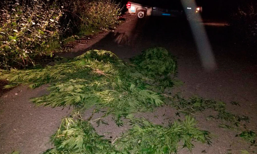 Masculinos dejan tiradas 152 plantas de marihuana en Ocotitlán