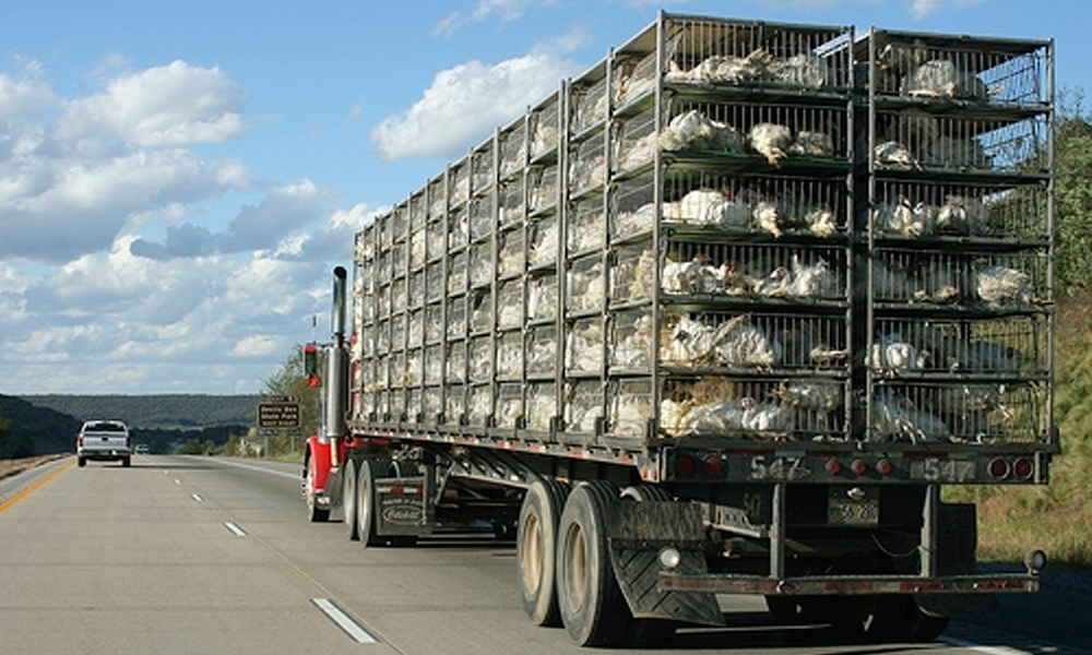 Atracan camiones de pollo en carretera estatal; hay conductor desaparecido 