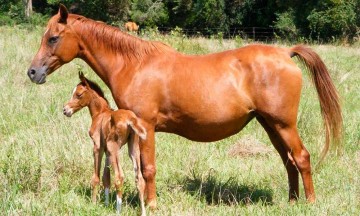 Exigen más seguridad en Huejotzingo; roban hasta caballos