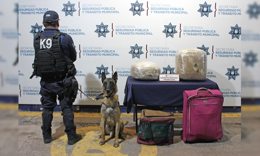 Canino del K9 detecta 16 kilogramos de marihuana en la CAPU