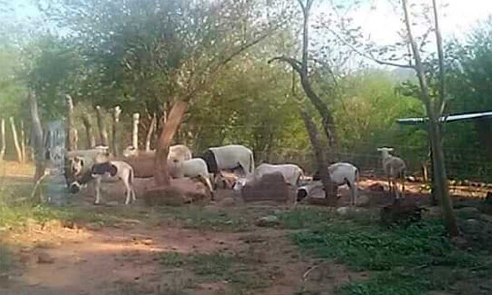 Roban 40 cabezas de ganado en un rancho de Palmar de Bravo