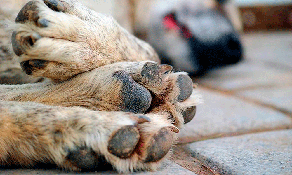 Envenenan a veintena de perros callejeros en Atempan