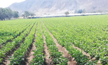 Ejecutan a hombre en campo de cultivo de Tlapanala