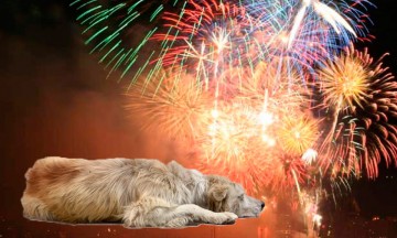 Mueren 12 perros a causa de la pirotecnia en Tehuacán