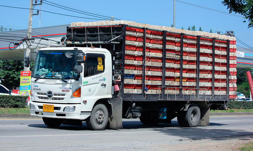 Policía recupera camión con pollos en Zacatlán
