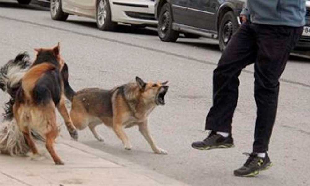 Muere hombre al ser atacado por perros en Cuautlancingo