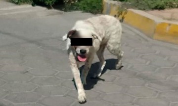 Arrancan ojos de perro a machetazos en Izúcar