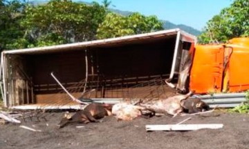 Vuelca camión en vía a Tuxpan; mueren 4 toros