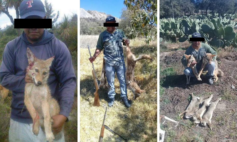 Exhiben en redes caza de conejos y coyotes en Acatzingo