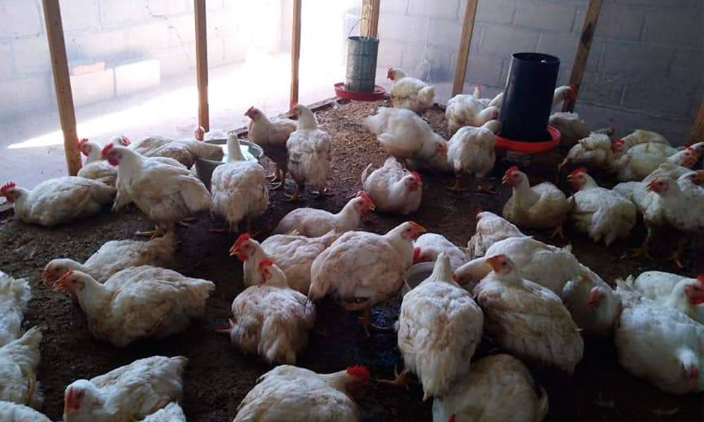 Desatan balacera en granja de pollos en Tlacotepec