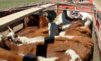 Camión cargado de ganado se vuelca en Teziutlán