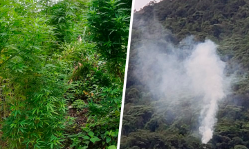 Descubren sembradío de marihuana en Zapotitlán