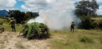 Descubren plantío de mariguana en Acajete