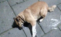 Puebla cruel: En Teziutlán envenenan a 10 perros de la calle