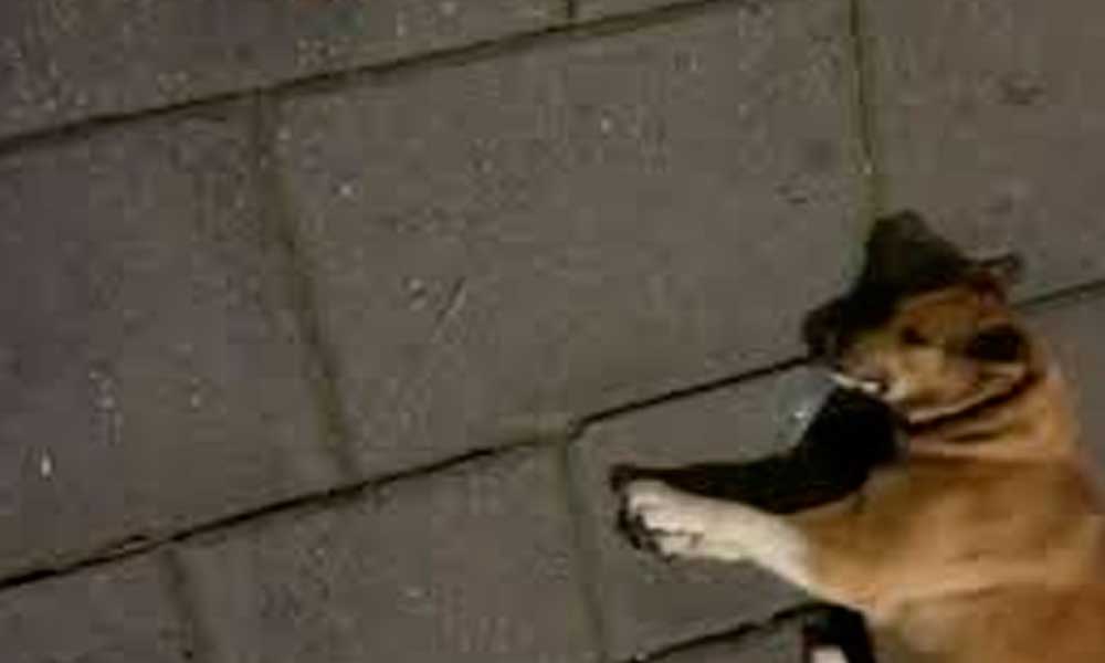 Vecinos de Teziutlán siguen encontrando comida envenenada para perros